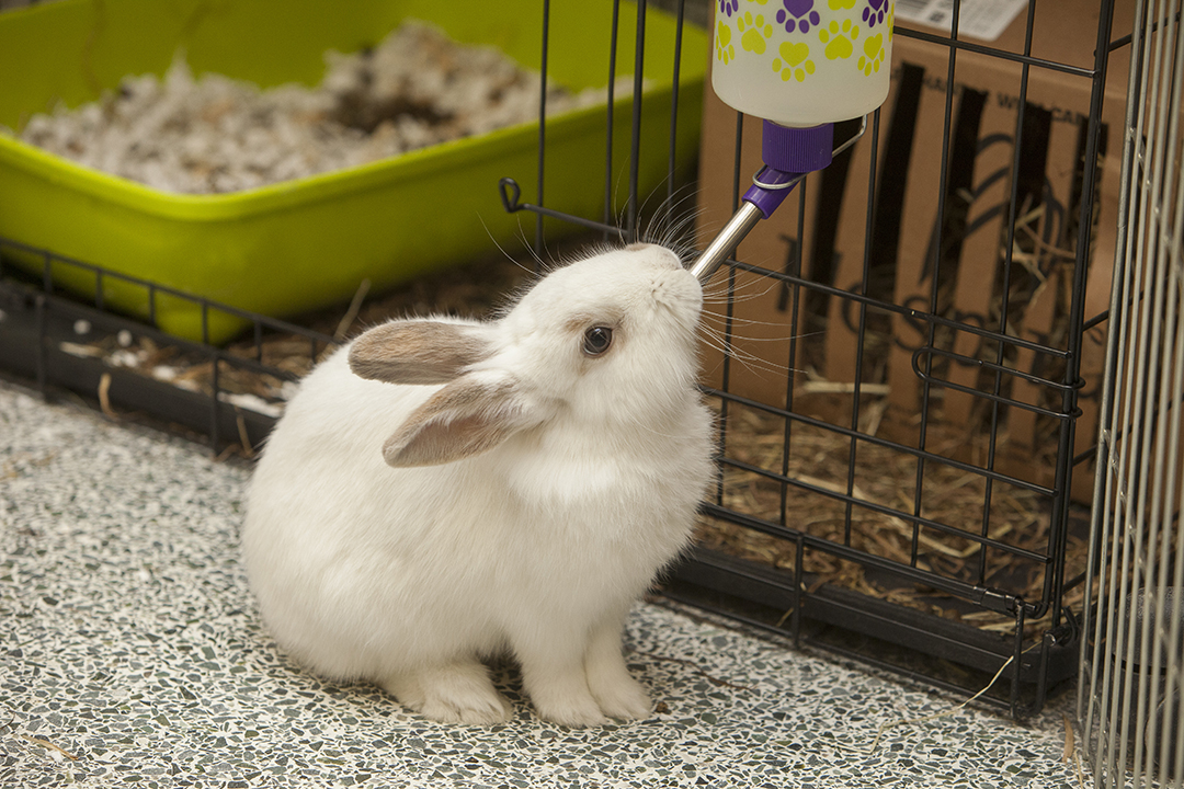 A vaccine is available to protect pet rabbits from rabbit hemorrhagic disease (RHD). Photo: Christina Weese.